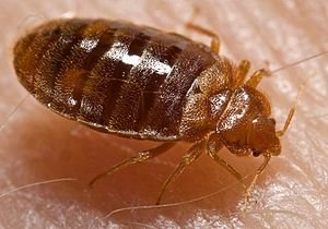preventing bedbug infestations